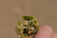 Caulerpa chemnitzia