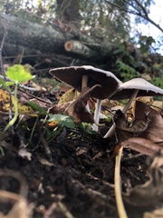 Candolleomyces candolleanus