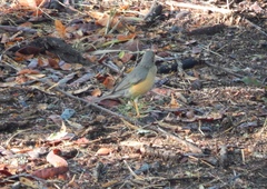 Turdus libonyana