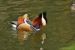 Aix galericulata