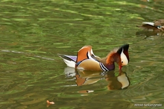 Aix galericulata