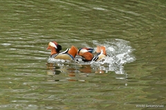 Aix galericulata