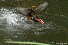 Aix galericulata