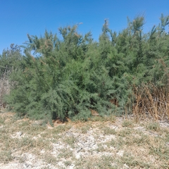 Tamarix gallica