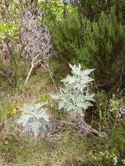 Artemisia afra