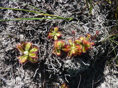 Drosera esterhuyseniae