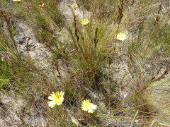 Ursinia paleacea