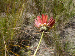 Ursinia paleacea