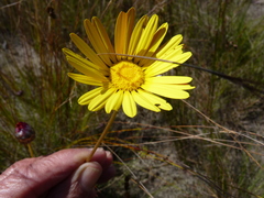 Ursinia paleacea
