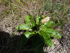 Berkheya herbacea