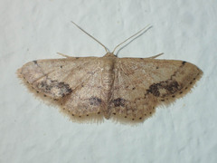 Idaea chotaria