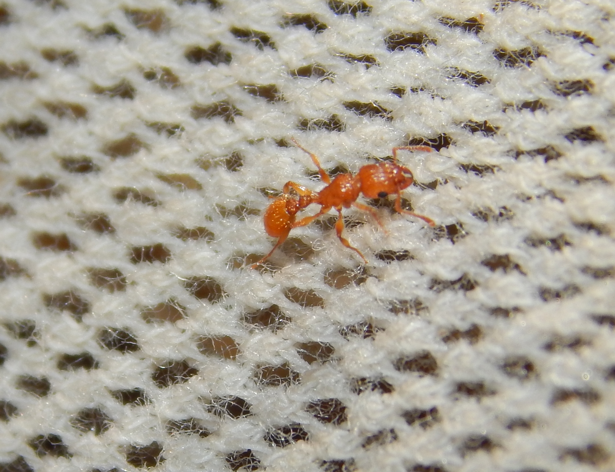 Nesomyrmex angulatus
