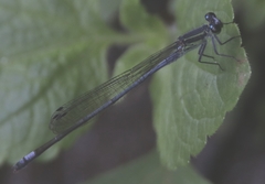 Pseudagrion kersteni