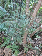 Pteris finotii
