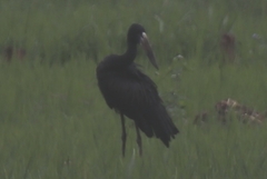 Anastomus lamelligerus