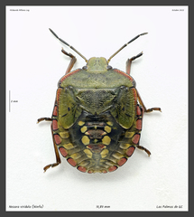 Nezara viridula
