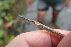 Microphis brachyurus