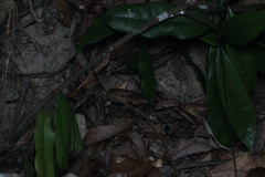 Protobothrops mucrosquamatus