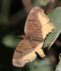 Eurytela dryope angulata
