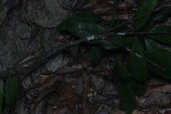 Protobothrops mucrosquamatus