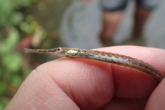 Microphis brachyurus