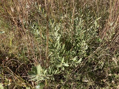Salix humilis tristis