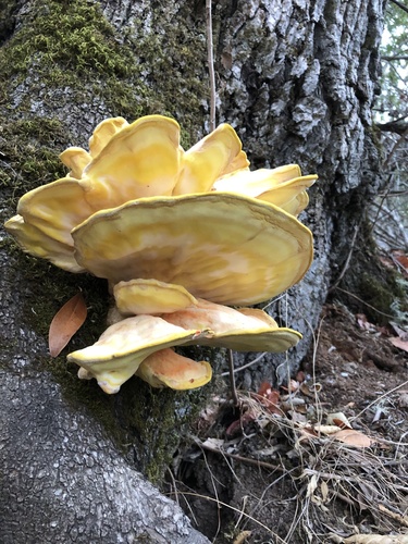 iNaturalist observation photo of Western Hardwood Sulphur Shelf