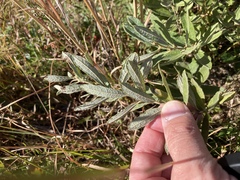 Salix humilis tristis