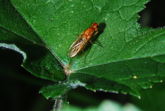 Psila fimetaria