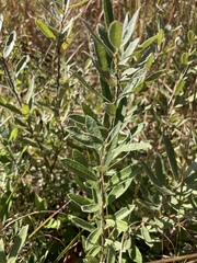 Salix humilis tristis