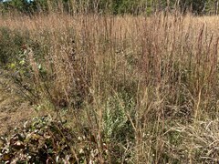 Salix humilis tristis