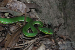 Trimeresurus stejnegeri