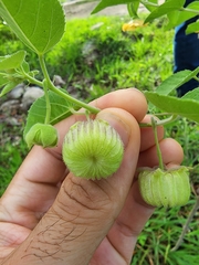 Gaya occidentalis
