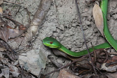 Trimeresurus stejnegeri