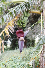 Musa × paradisiaca