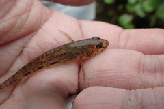 Glossogobius