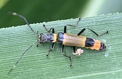 Chauliognathus imperialis