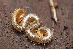 Geophilidae