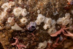 Austrobalanus imperator