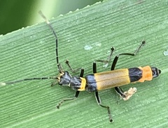 Chauliognathus imperialis