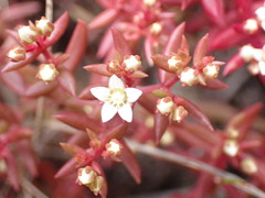 Crassula expansa