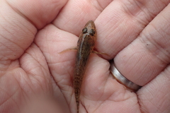 Glossogobius