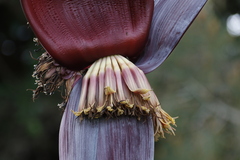 Musa × paradisiaca
