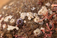 Balanomorpha