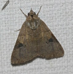 Avatha discolor