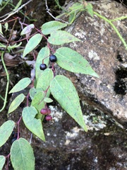 Gaultheria leucocarpa