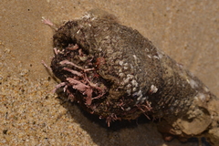 Pyura praeputialis