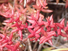 Crassula expansa