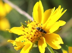 Scythris