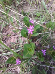 Raphionacme hirsuta
